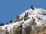 burung-pelikan-hasilkan-pupuk-guano.jpg