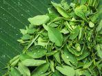 daun-katuk.jpg