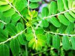 daun-saga.jpg