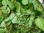 daun-sirih.jpg