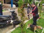 dua-anjing-jenis-pitbull-hitam-dan-beagel-coklat-membuat-kepolisian-kesulitan.jpg
