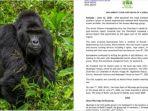empat-pria-di-uganda-ditangkap-karena-bunuh-gorilla-324.jpg