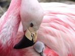 flamingo-ilustrasi_20180815_132809.jpg