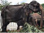 gajah-kurus-di-sri-lanka-jatuh-pingsan-setelah-dipaksa-ikut-parade-10-hari.jpg