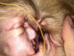 guratan-di-telinga-anjing-mirip-wajah-donald-trump_20171106_175826.jpg