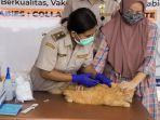 hari-rabies-sedunia-karantina-pertanian-dan-distan-sulut-vaksinasi-gratis-ratusan-hewan-peliharaan.jpg