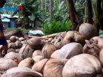 hasil-dibagi-dua-dengan-pemanjat-nasib-petani-kelapa-kian-terpuruk_20170309_175337.jpg