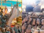 hewan-liar-kekelawar-dan-tikus-di-pasar-tomohon-sulawesi-utara.jpg