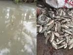 ikan-mujair-mati-di-kolam-Desa-Tumpaan-Baru-Kabupaten-Minahasa-Selatan-Minsel.jpg