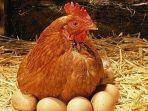 ilustrasi-ayam-bertelur-457.jpg