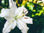ilustrasi-bunga-lily.jpg