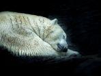 ilustrasi-hibernasi-beruang-kutub.jpg