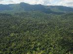 ilustrasi-hutan-kalimantan-di-negara-bagian-sabah-malaysia.jpg