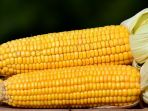 ilustrasi-jagung_20180330_104935.jpg