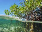 ilustrasi-mangrove-ttyy.jpg