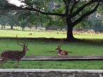 ilustrasi-rusa-di-istana-bogor-satu-anggota-paspampres-tewas-diserang-rusa-di-istana-presiden.jpg