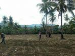 jagung-tanam.jpg