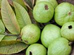 jambu-biji1_20171128_145523.jpg