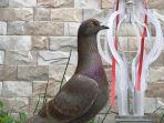 jayabaya-burung-merpati-444444.jpg