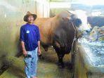 jelang-iduladha-sapi-ini-laku-dijual-senilai-rp-85-juta-segini-beratnya.jpg