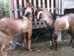 kambing-555.jpg