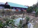kandang-penangkar-32-ekor-buaya-berlokasi-di-belakang-rumah-pemilik-muhammad-irsani.jpg