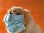 kasus-pertama-anjing-ikut-positif-virus-corona.jpg