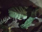 kecelakaan-di-jalan-pasar-4-kecamatan-percut-sei-tuan-deli-serdang-seorang-jambret-tewas-34534.jpg