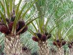 kelapa-sawit-23.jpg