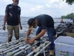 kepala-bkipm-manado-muh-hatta-arisandi-lakukan-transplantasi.jpg