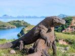 komodo-26-november-2018.jpg