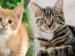 kucing-64326437.jpg