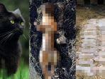 kucing-hitam-diguluti-untuk-dimakan-dipercaya-obati-covid-19.jpg