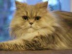 kucing-persia-5555.jpg