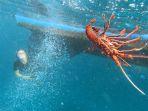 lobster-dilepasliarkan.jpg