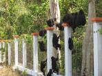macaca-nigra-turun-ke-posko-induk_20151002_114912.jpg