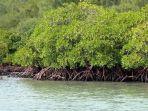 manfaat-hutan-bakau-untuk-lingkungan-manusia-dan-hewan.jpg