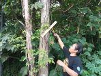 melakukan-aksi-cabut-paku-di-pohon-sepanjang-jalan-Adipura-Kota-Manado-Rabu-28022024.jpg