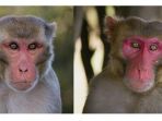 monyet-rhesus_20170914_074458.jpg