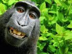 monyet-selfie_20170802_162344.jpg