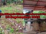 nfo-harga-minyak-nilam-di-Sulawesi-Utara-Segjghj.jpg