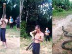 pamer-kebolehan-beratraksi-dengan-king-kobra-5-meter.jpg