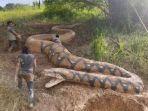 patung-ular-raksasa-sepanjang-15-meter-di-sukabumi-sempat-viral-di-media-sosial-facebook.jpg