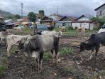 permintaan-sapi-di-kotamobagu-mulai-ramai-jelang-idul-adha.jpg