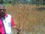 petani-cabai-keriting-111.jpg