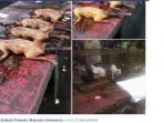 petisi-tolak-makan-daging-anjing-dan-kucing_20150924_095142.jpg