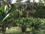 pisang-abaka-salah-satu-produk-unggulan-kabupaten-kepulauan-talaud.jpg