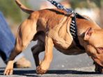 pitbull_20171222_094852.jpg