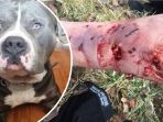 pitbull_20180124_190355.jpg