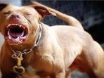 pitbull_20180404_145347.jpg